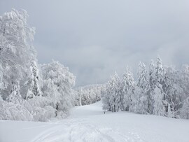 Hó alatt roskadozó fák...Maribor-Pohorje