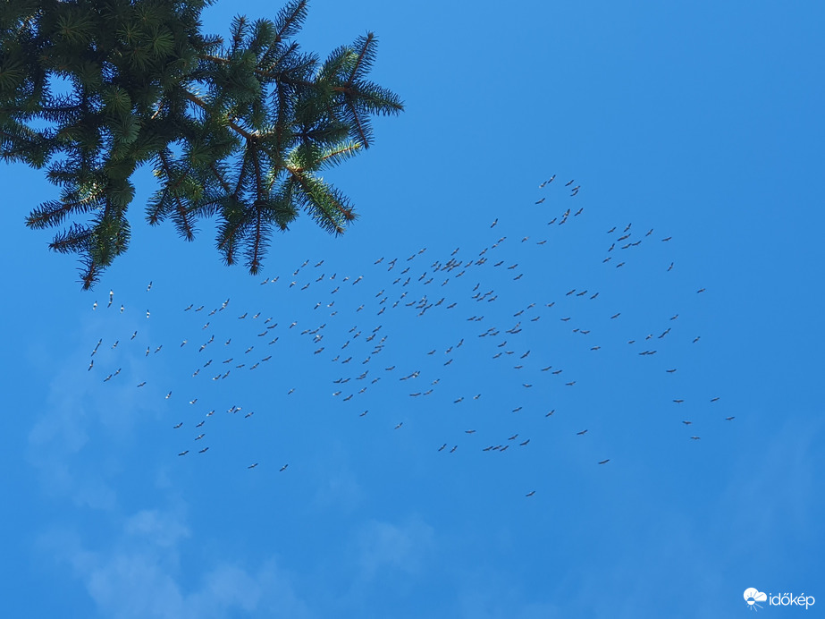 Darvak messze fent Nagylengyel felett...11.01