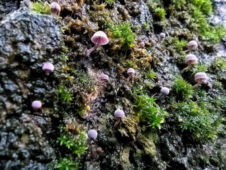 Miniatűr gombák egy fatörzsön.