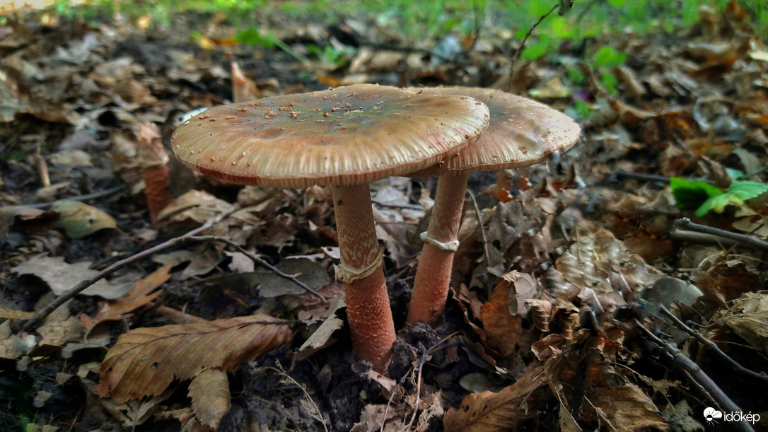 Páros 