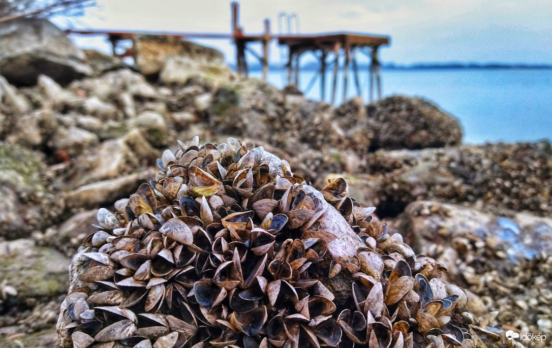 Egy csokor kagyló.