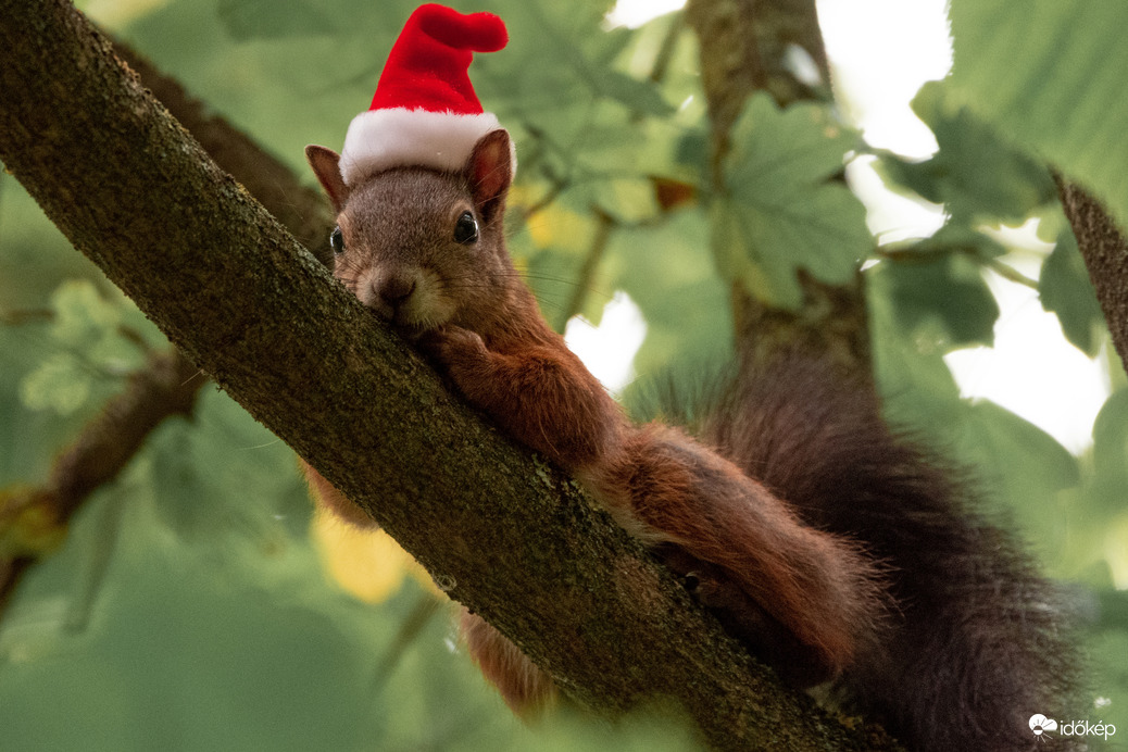 Boldog Mikulást Mindenkinek! :)