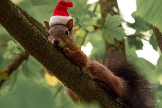 Boldog Mikulást Mindenkinek! :)