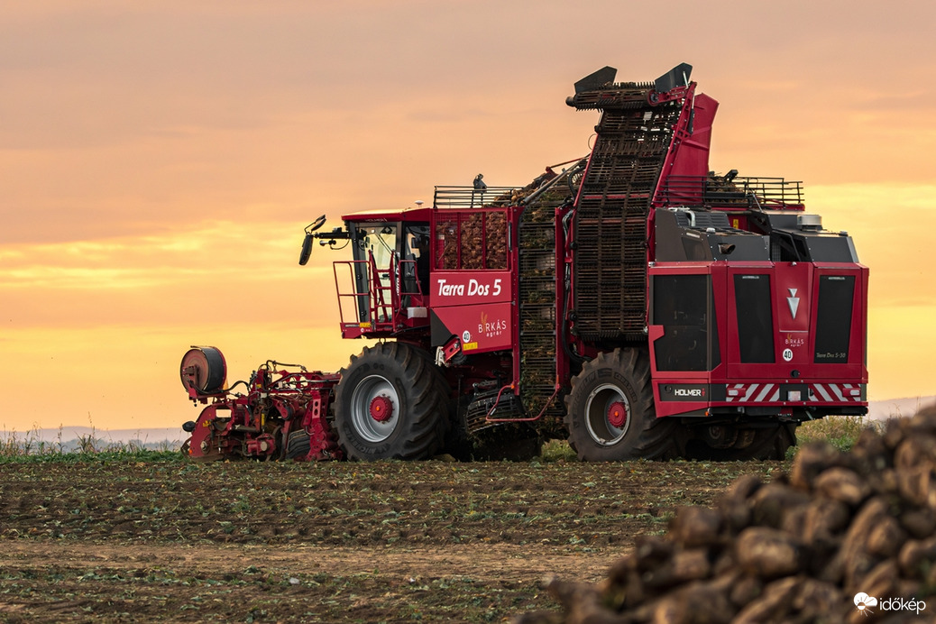 Cukorrépa betakarítás