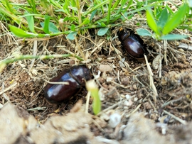 Érdekességek