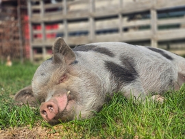 Pumba - pocaksütögetős idő van. 