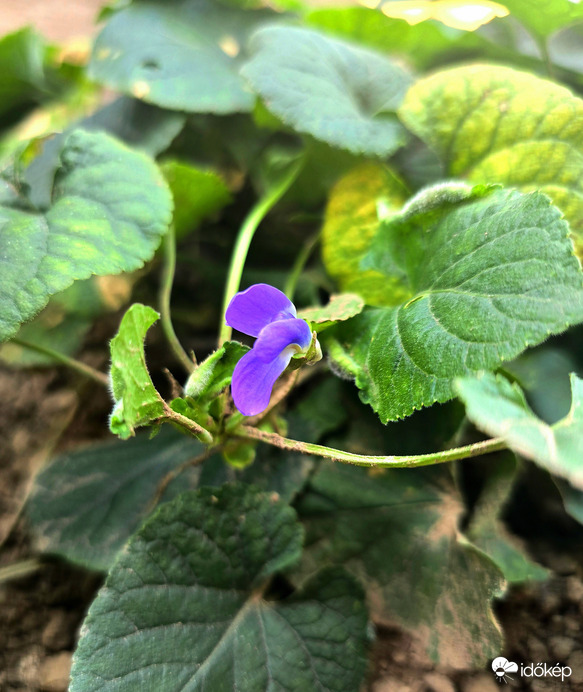 Enyhe ősz, és zord tél előjele?!