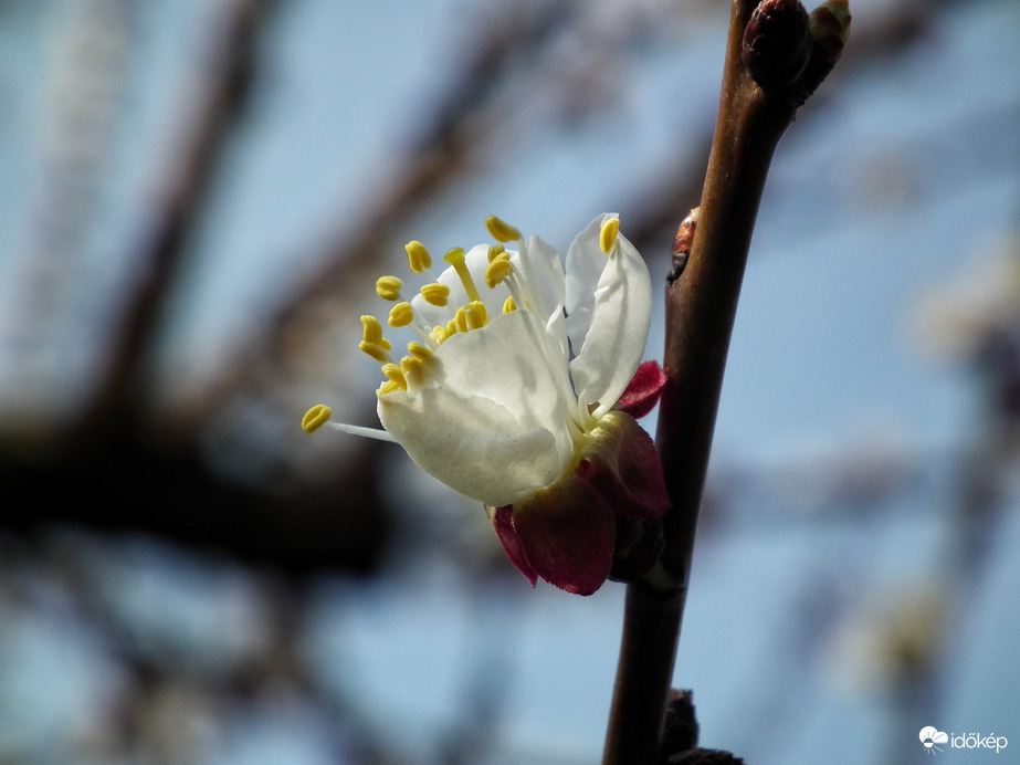 Barackfa virágzása 