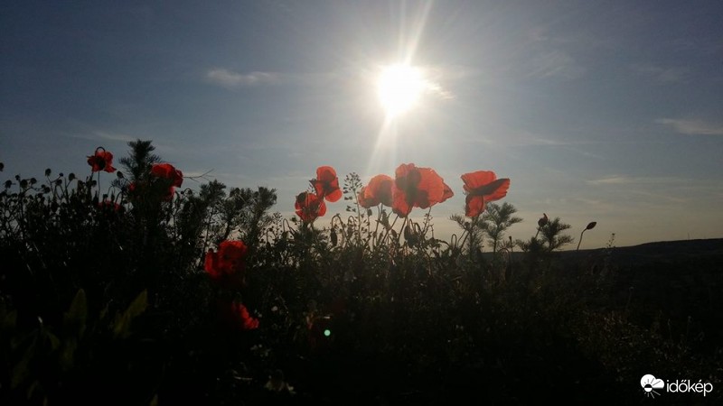 Észlelési fényképek