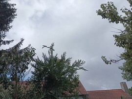 Csurgó