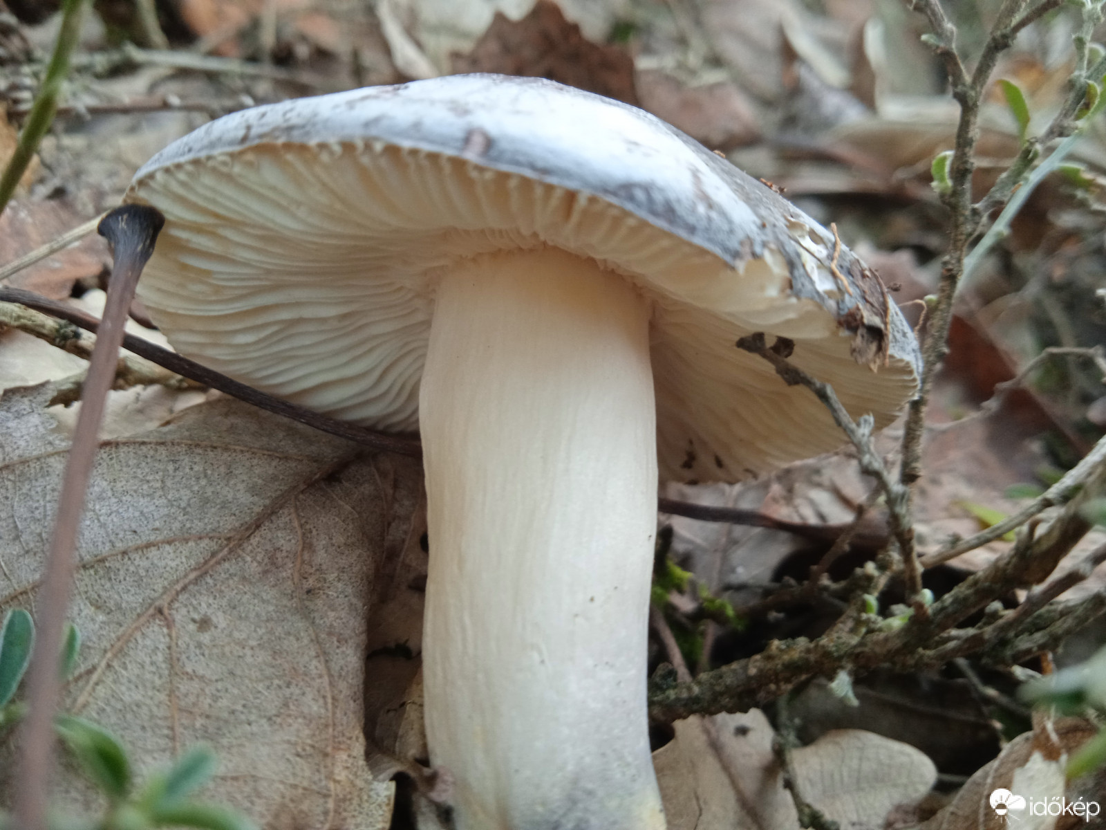 Pilisborosjenő