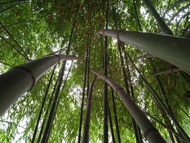 Bambusz az Alcsúti Arborétumban