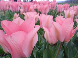Rózsaszín tulipánok 