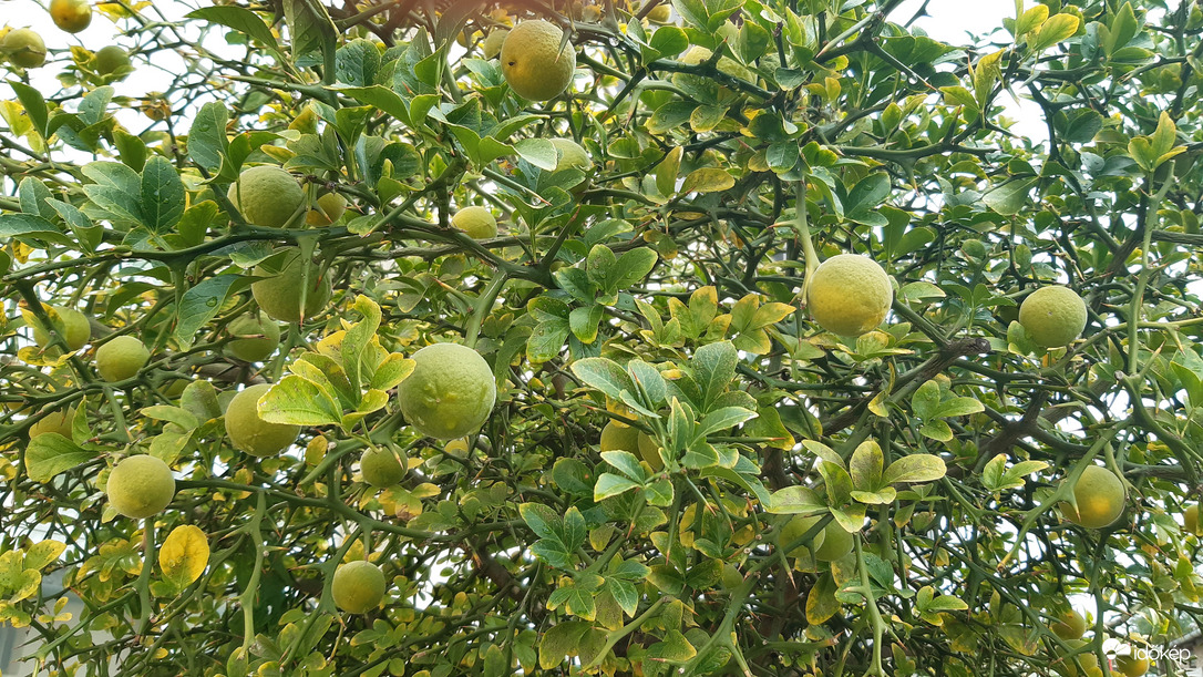 Már érik a citromka :)