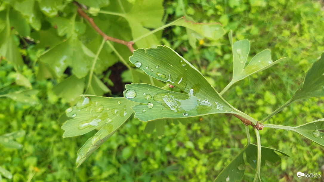 Ginkgo és az esőcseppek :)