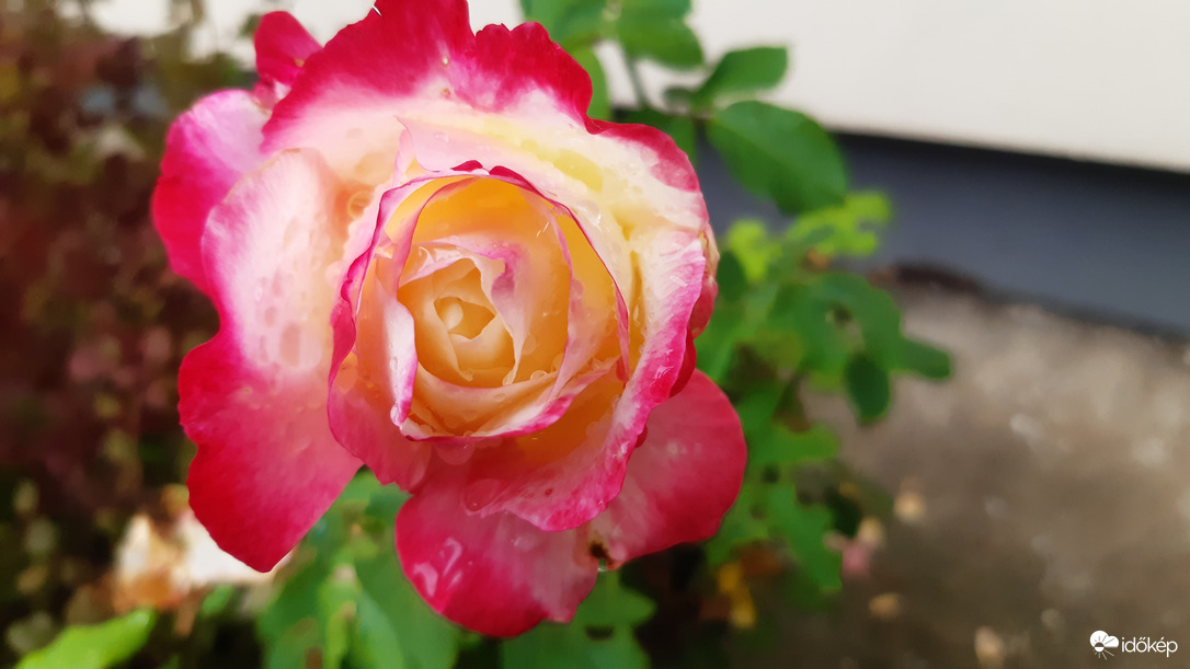 Óóóó ha rózsa bimbó lehetnék... :)