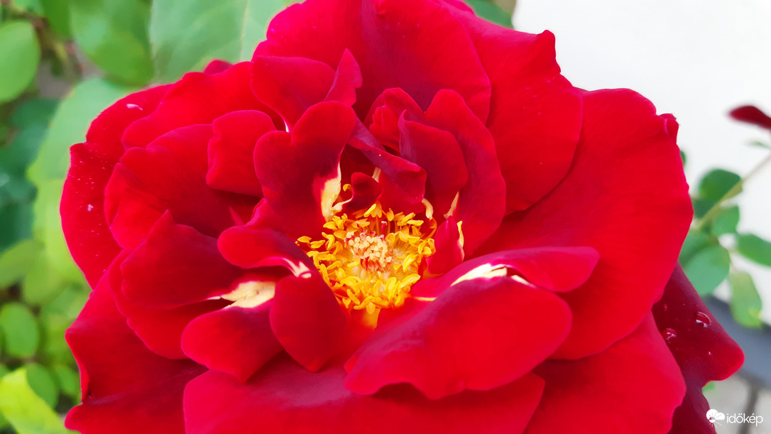 Őszi utolsó tündöklésem :)