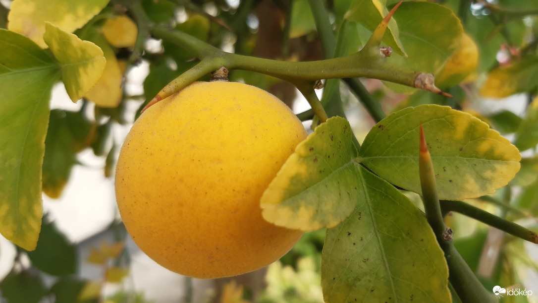 ...mára megérettem! De vigyázz! A tüskémre :)