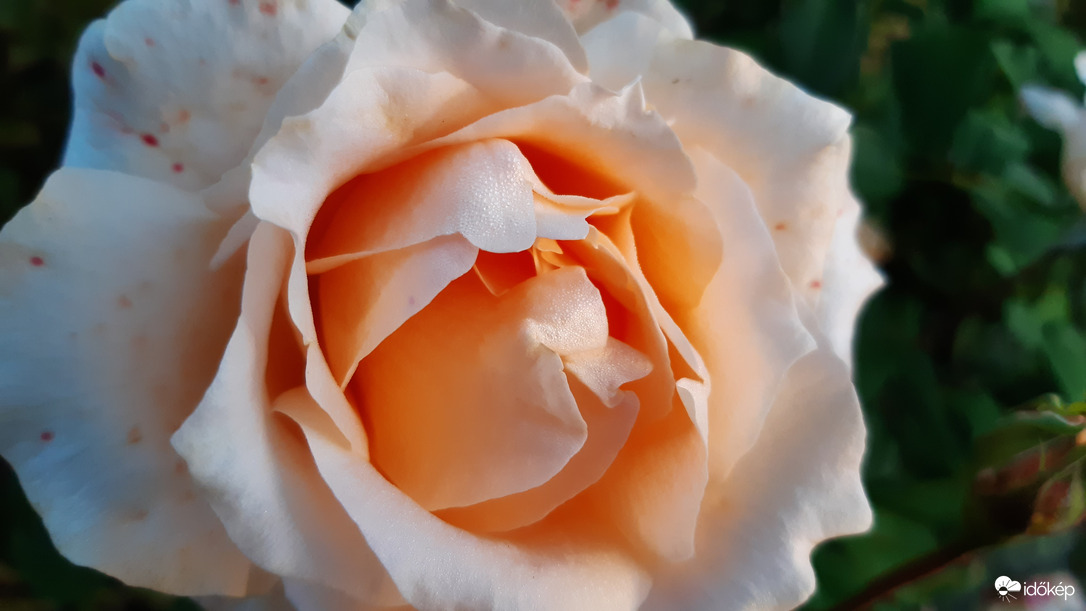 Szeged, harmatos harmatban harmoniában... :)