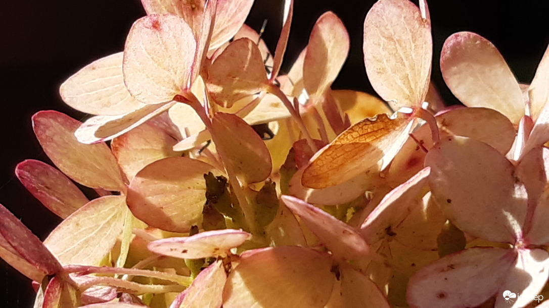 Napfény játéka :)