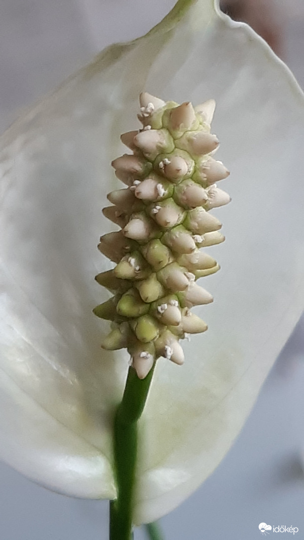 Csúcsosan-csúcsosodó-csúcsok:)