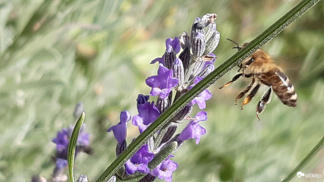 Züm-züm..hmmm! Levendula :)
