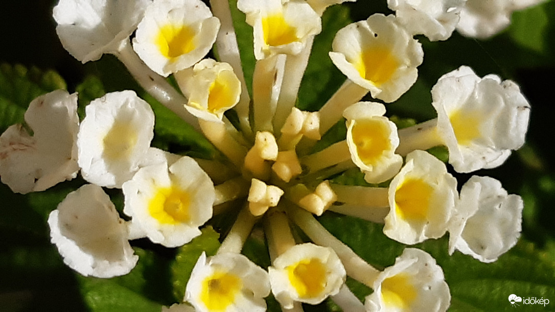 sok-sok Shrek fülecske :D