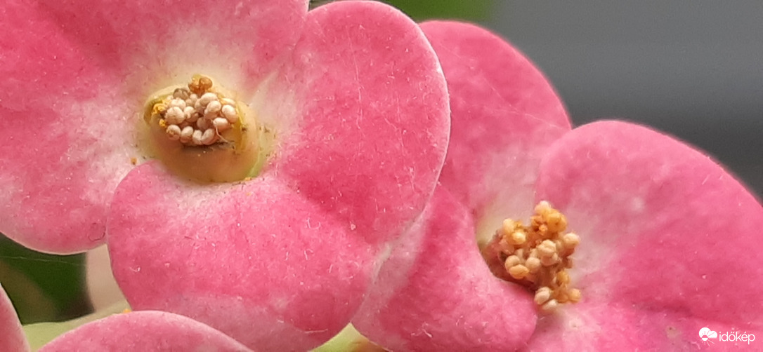 Rózsaszínben is :)