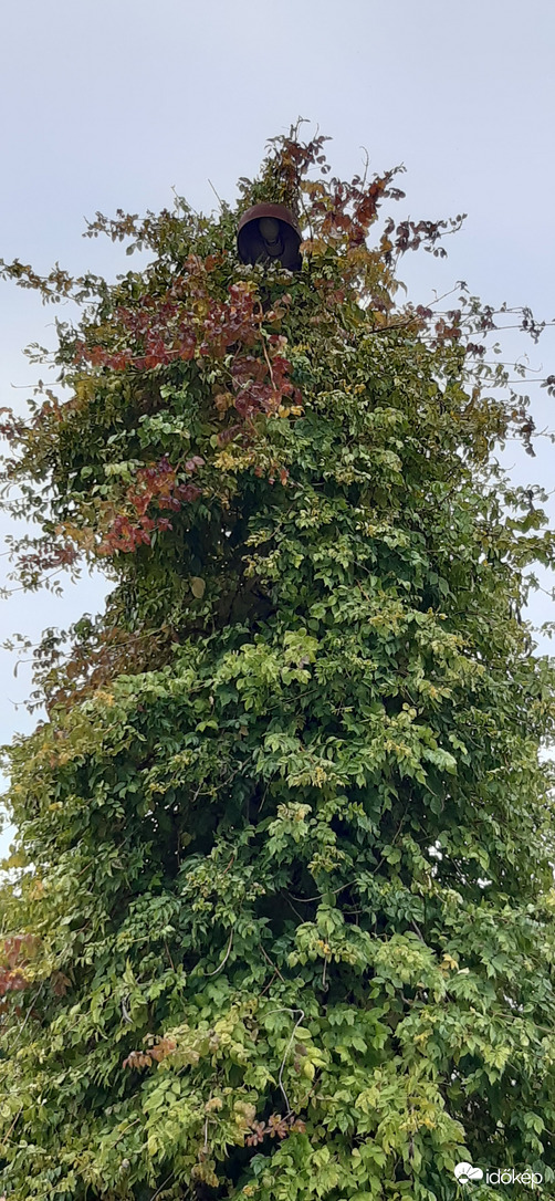 Mr. Kandeláber- felöltöztetett a természet :)