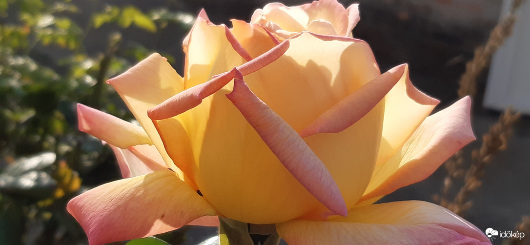 Én vagyok a legillatosabb :)