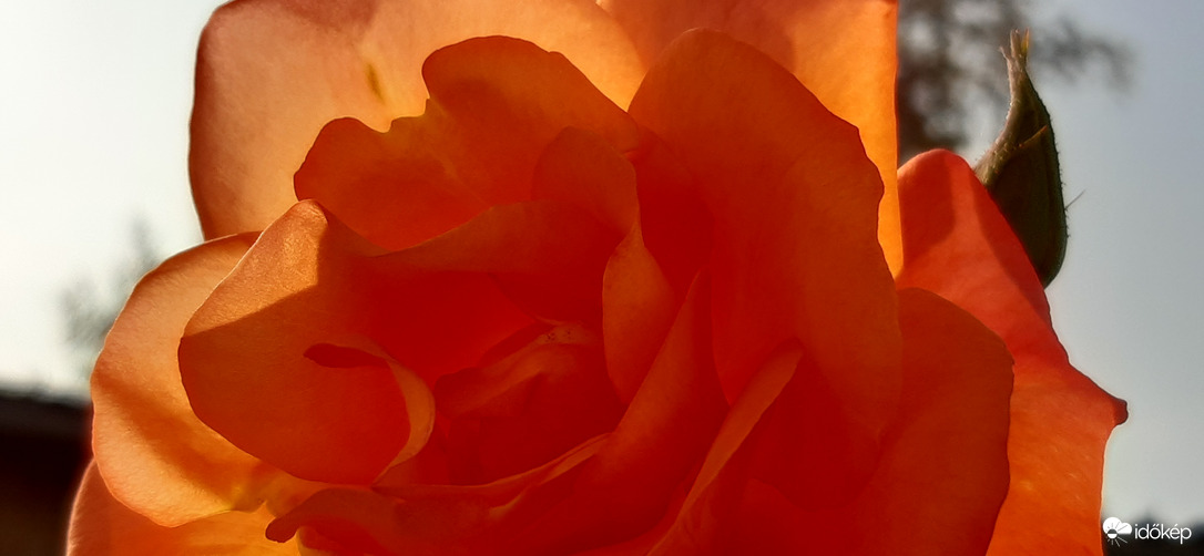 Rózsák a kertben :)