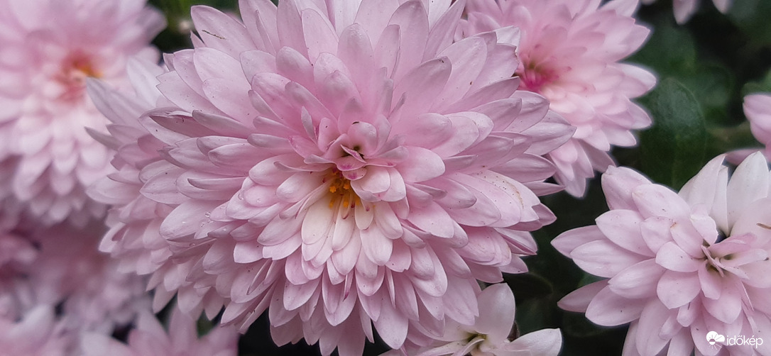 Anyóspajtásnál a kertben...röpke pillanat :)