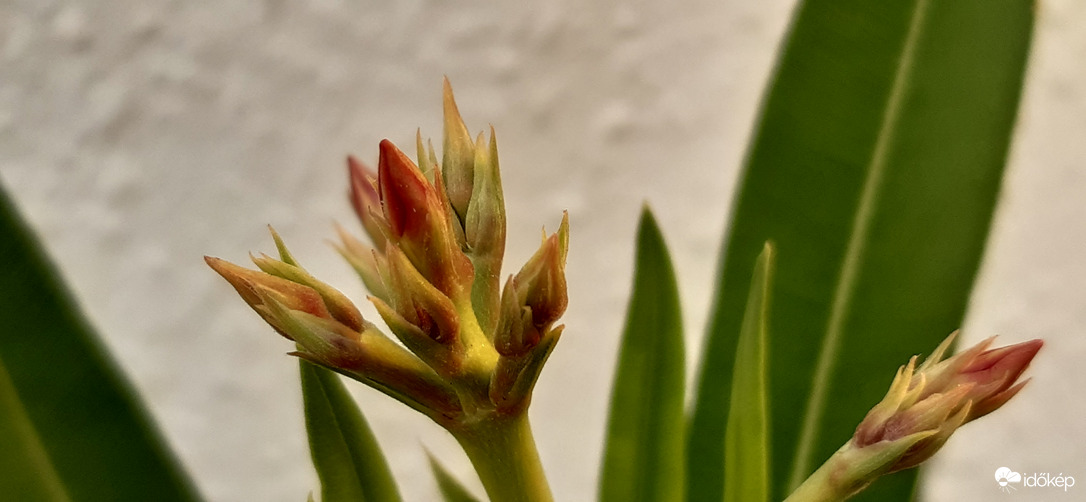 Kicsi leanderem! Megnyílsz még nekem?! :)