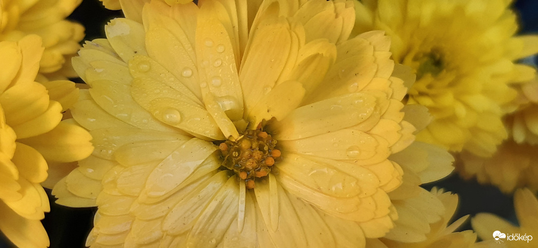 Elkápráztató sárga színek :)