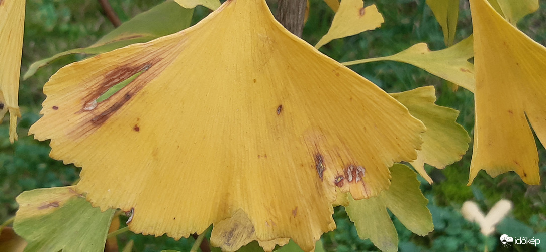 Én kicsi Ginkgóm... :)