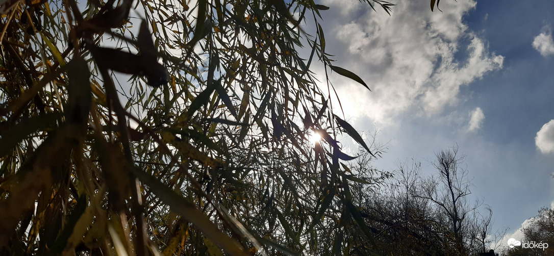 Szűrt napfény, fűzfa árnyékában