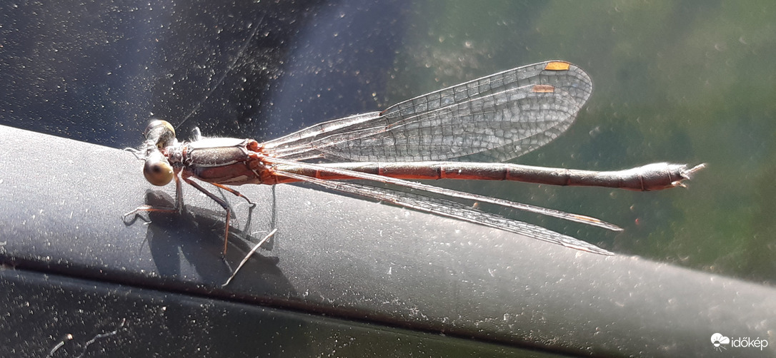 Potyautasunk hazafelé :)