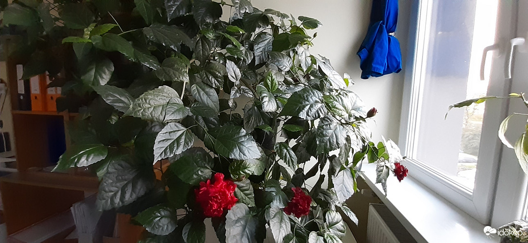 Bibóhegyek hibiszkusz:)