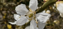 Citromfa virág :)