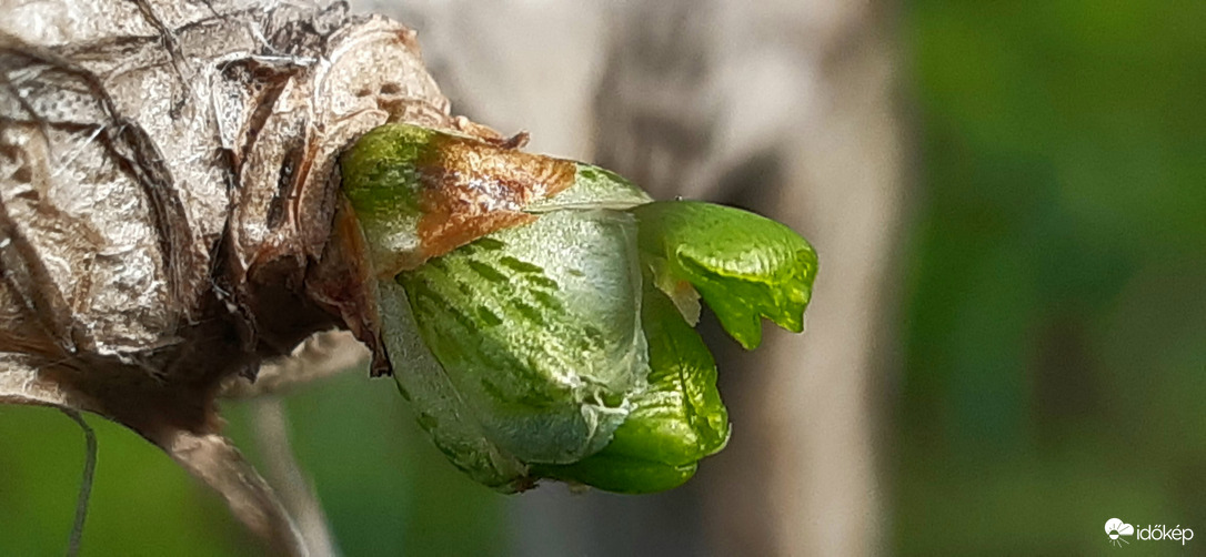 Ginkgom :)