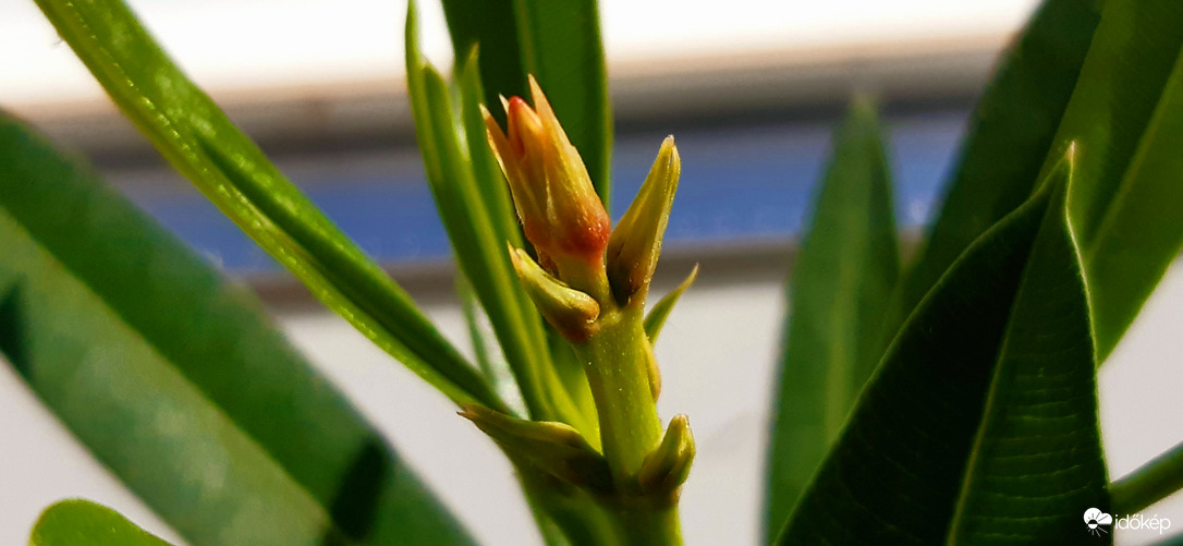 Szeptember 25-én ültetett leanderem...virágzik :)