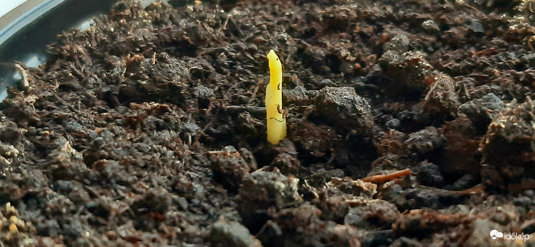 Idei első Ginkgom, ma reggelre kibújt :))