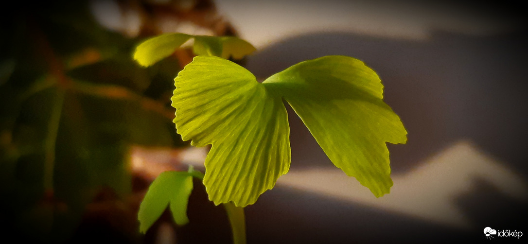 Vééégre! Süt a nap a kis ifjoncomra :))