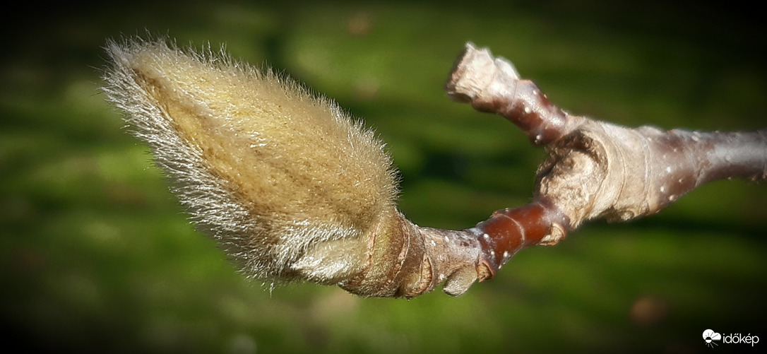 Magnólia, Szeged