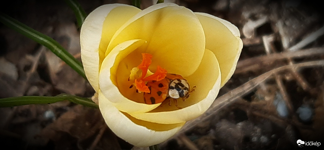 Az aranykehely titka :) 