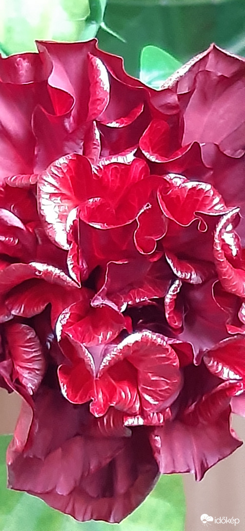 Hibiszkusz megannyi mosolya :)