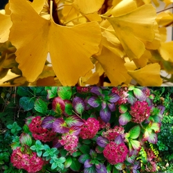 Őszi színjáték két felvonásban :))