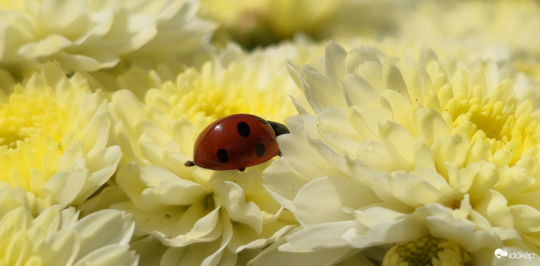 Szégyenlős katicabogár.