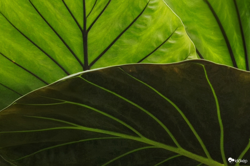 Vibráló alocasia levelek 2.