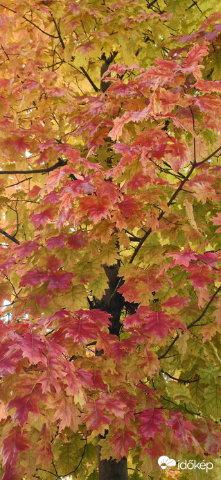 Az ősz színei.